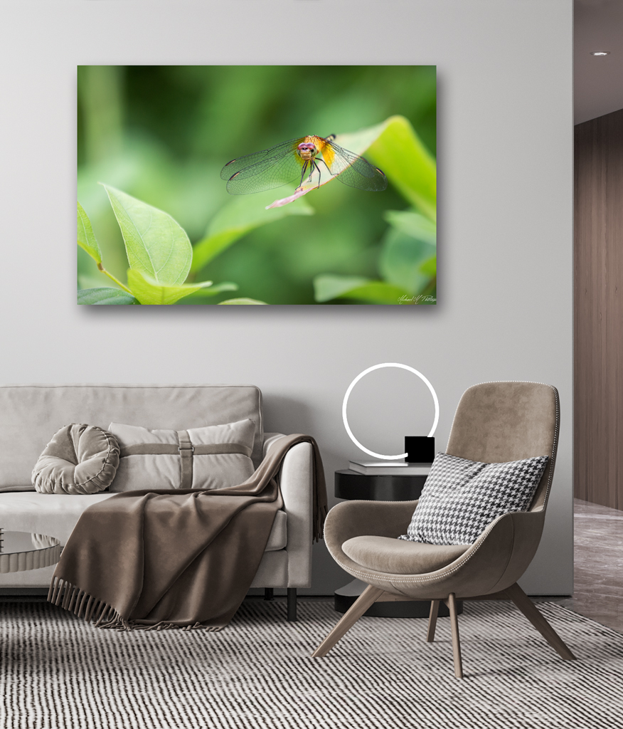 Print Aluminium to buy - Costa Rica with a dragonfly print aluminium buy costa rica dragonfly