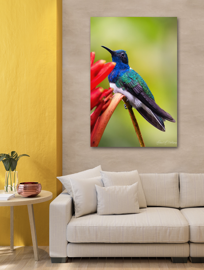 Print Aluminium to buy - Costa Rica with an hummingbird print aluminium buy costa rica hummingbird