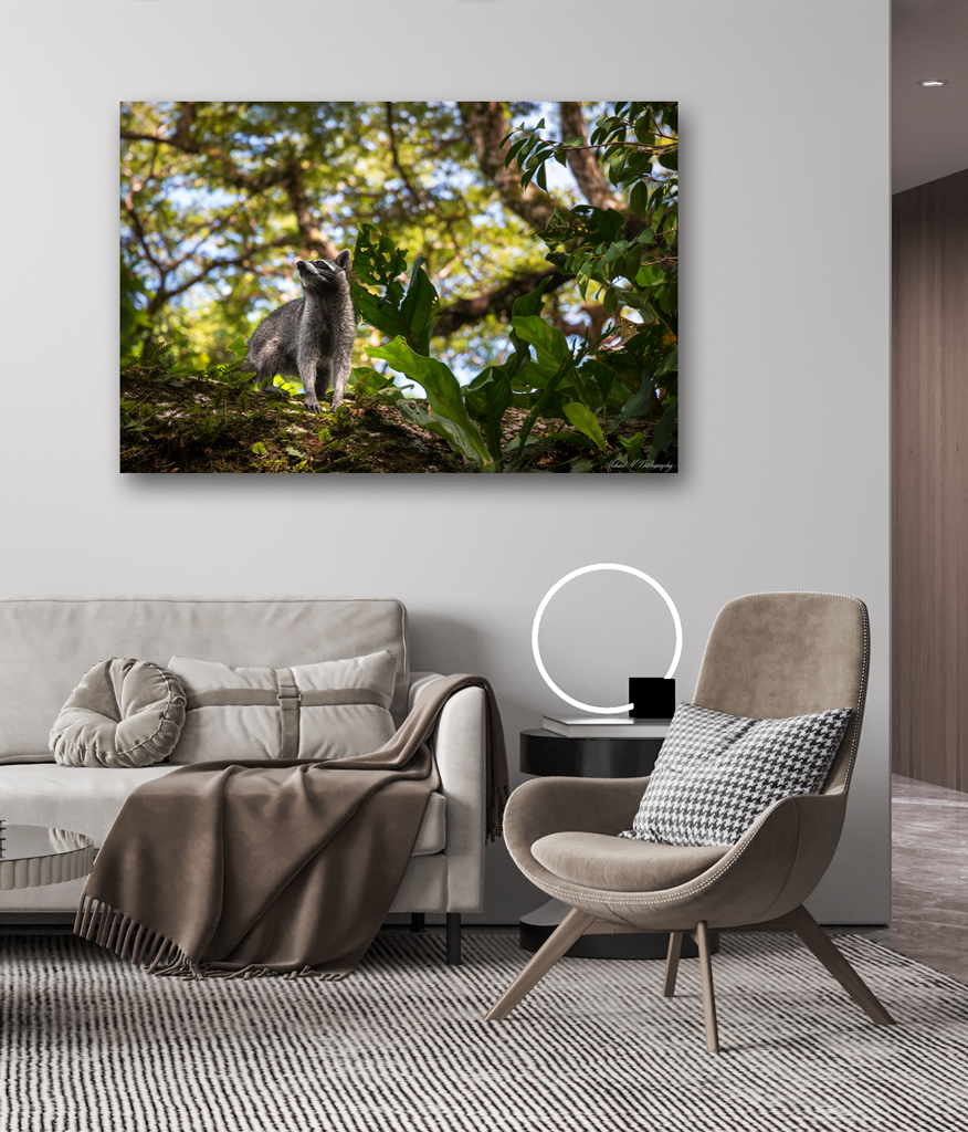 Print Aluminium to buy - Costa Rica with a racoon print aluminium buy costa rica racoon