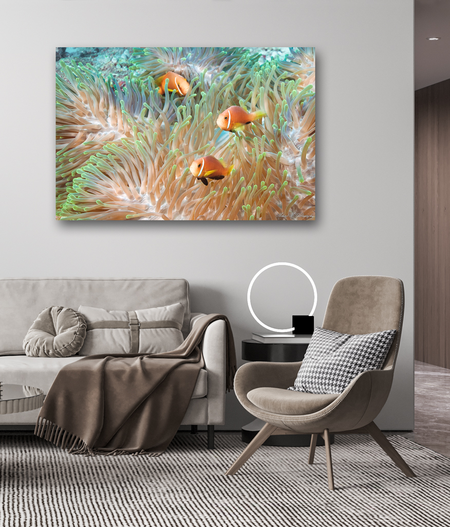Print Aluminium to buy - Maldives with clown fishes print aluminium buy maldives clown fish