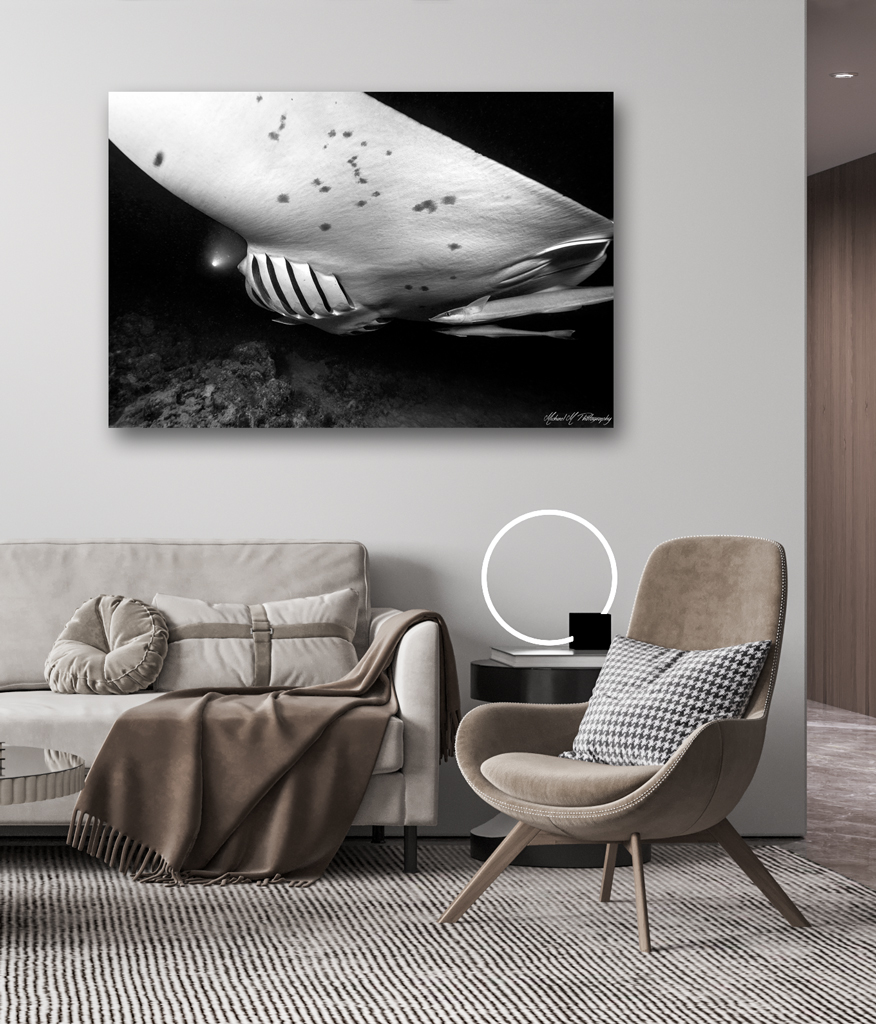 Print Aluminium to buy - Maldives with manta print aluminium buy maldives manta