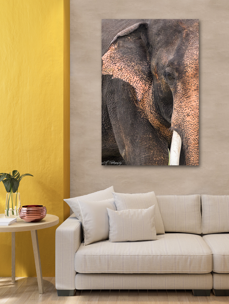 Print Aluminium to buy - Sri Lanka with elephant print aluminium buy sri lanka elephant