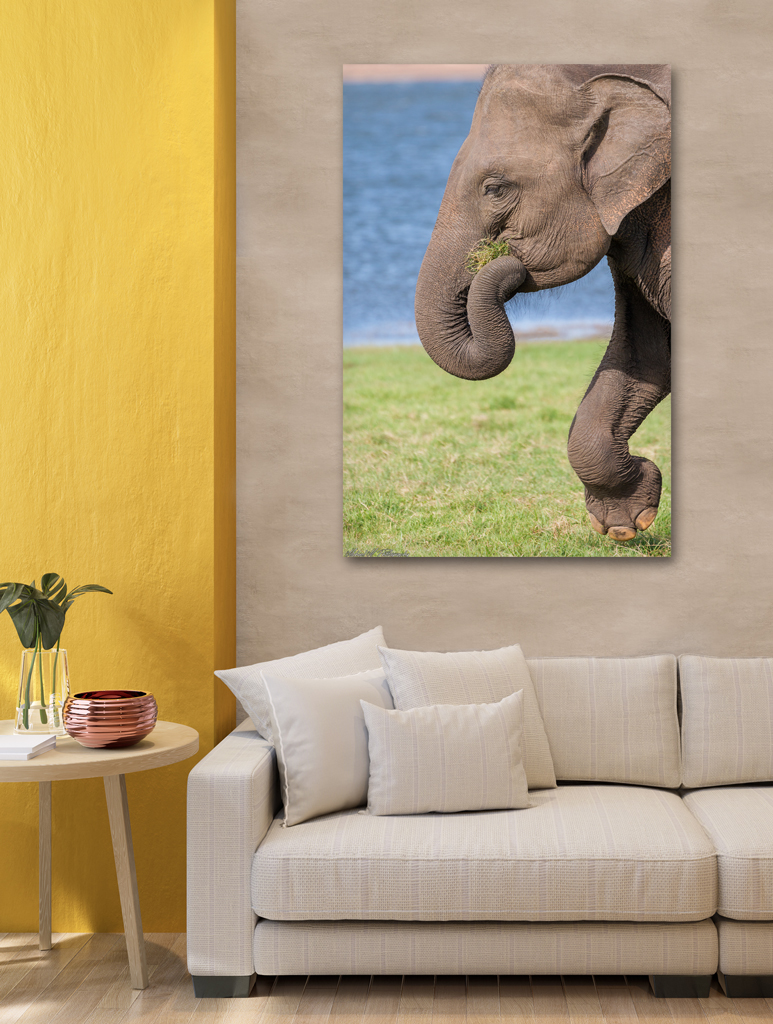 Print Aluminium to buy - Sri Lanka with an elephant print aluminium buy sri lanka elephant