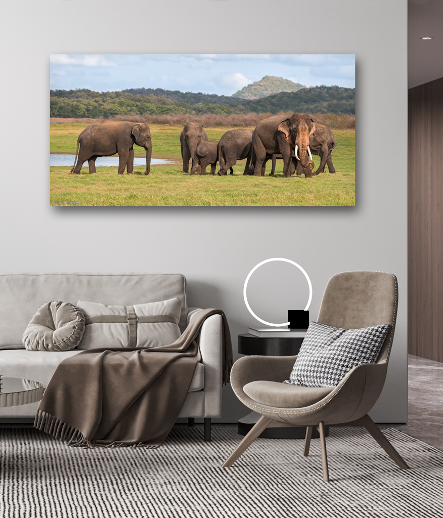 Print Aluminium to buy - Sri Lanka with elephants print aluminium buy sri lanka elephants
