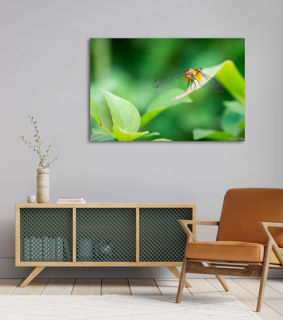 Print Canva to buy - Costa Rica with a dragonfly print canva buy costa rica dragonfly