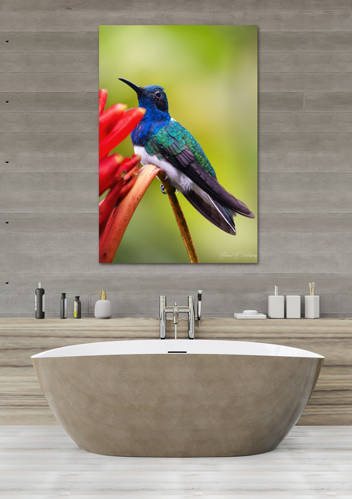 Print Canva to buy - Costa Rica with an hummingbird print canva buy costa rica hummingbird