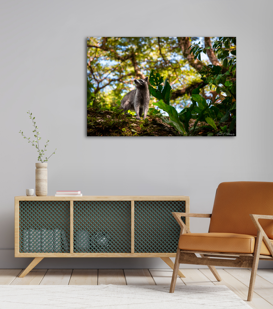 Print Canva to buy - Costa Rica with a racoon print canva buy costa rica racoon