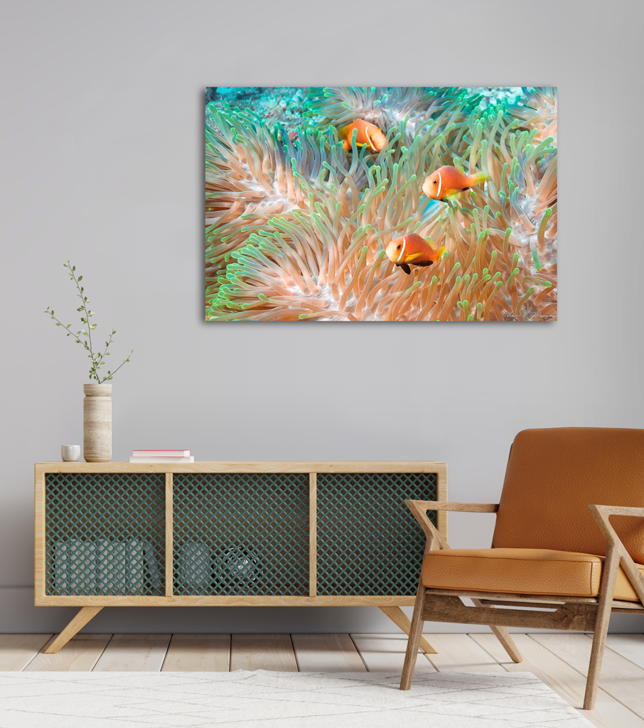 Print Canva to buy - Maldives with clown fishes print canva buy maldives clown fish