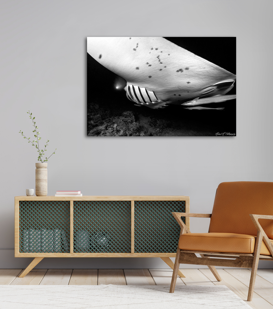 Print Canva to buy - Maldives with manta print canva buy maldives manta