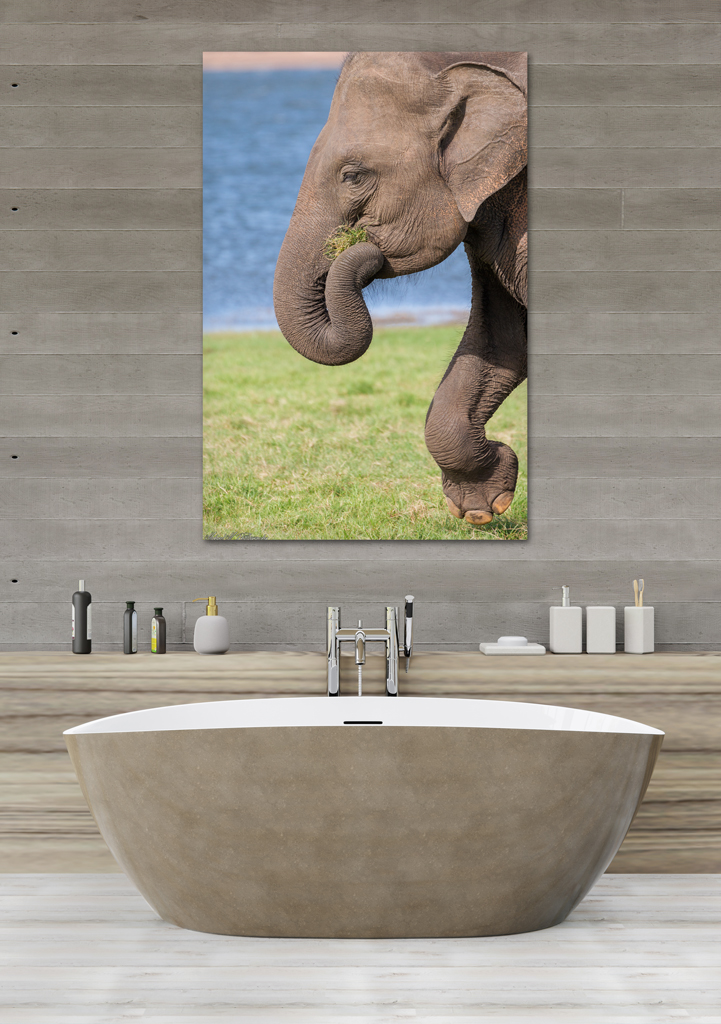 Print Canva to buy - Sri Lanka with an elephant print canva buy sri lanka elephant