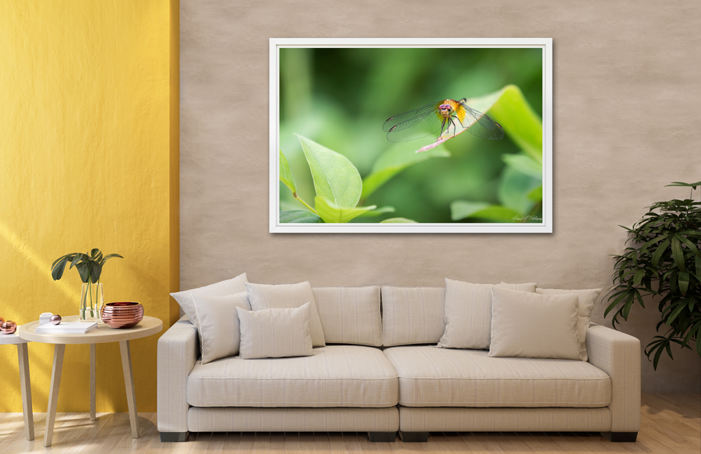 Print Poster to buy - Costa Rica with a dragonfly print poster buy costa rica dragonfly