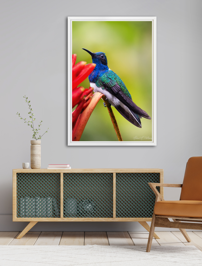 Poster Print to buy in the shop poster print to buy in the shop
