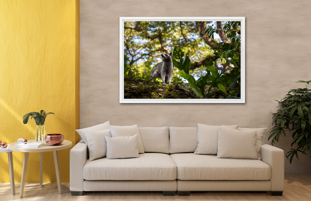 Print Poster to buy - Costa Rica with a racoon print poster buy costa rica racoon