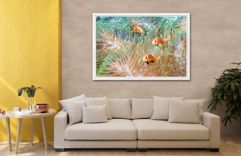Print Poster to buy - Maldives with clown fishes print poster buy maldives clown fish