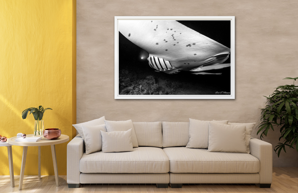 Print Poster to buy - Maldives with manta print poster buy maldives manta