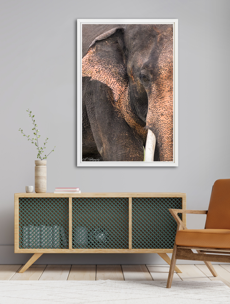 Print Poster to buy - Sri Lanka with elephant print poster buy sri lanka elephant