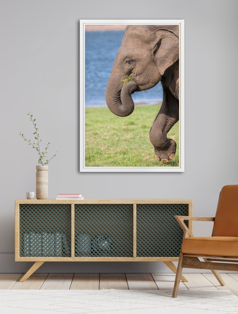 Print Poster to buy - Sri Lanka with an elephant print poster buy sri lanka elephant