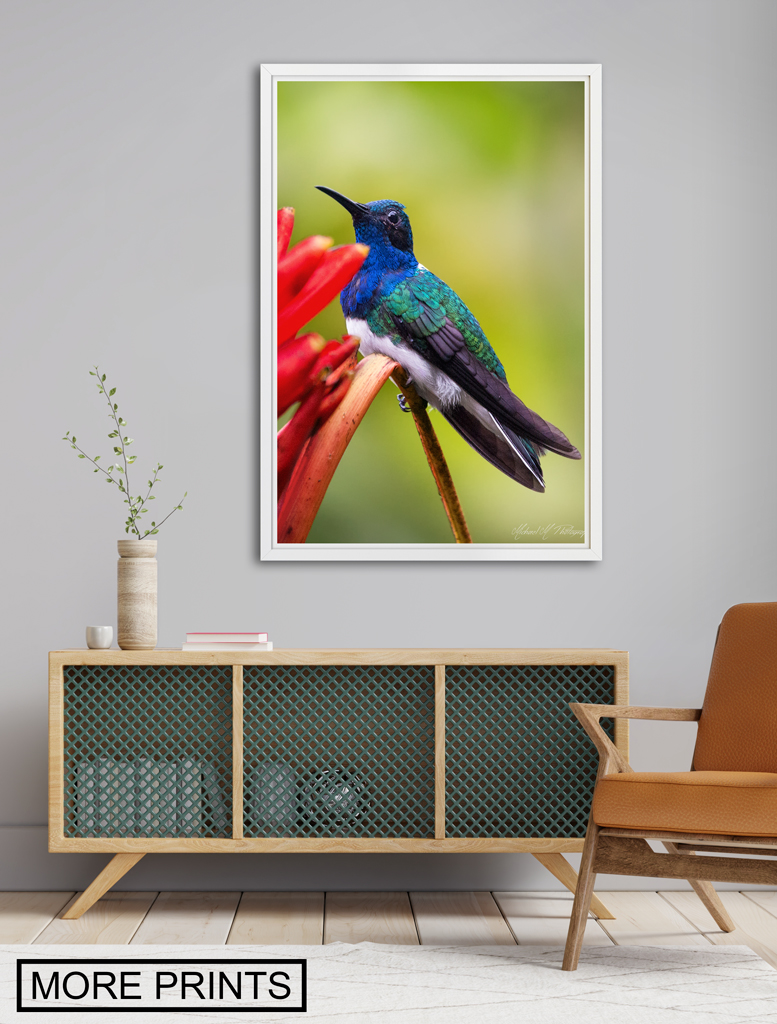 poster print to buy in the shop