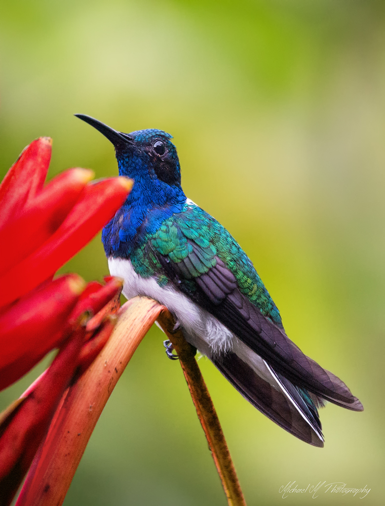 Wildlife Photography wildlife photography costa rica colorful hummingbird