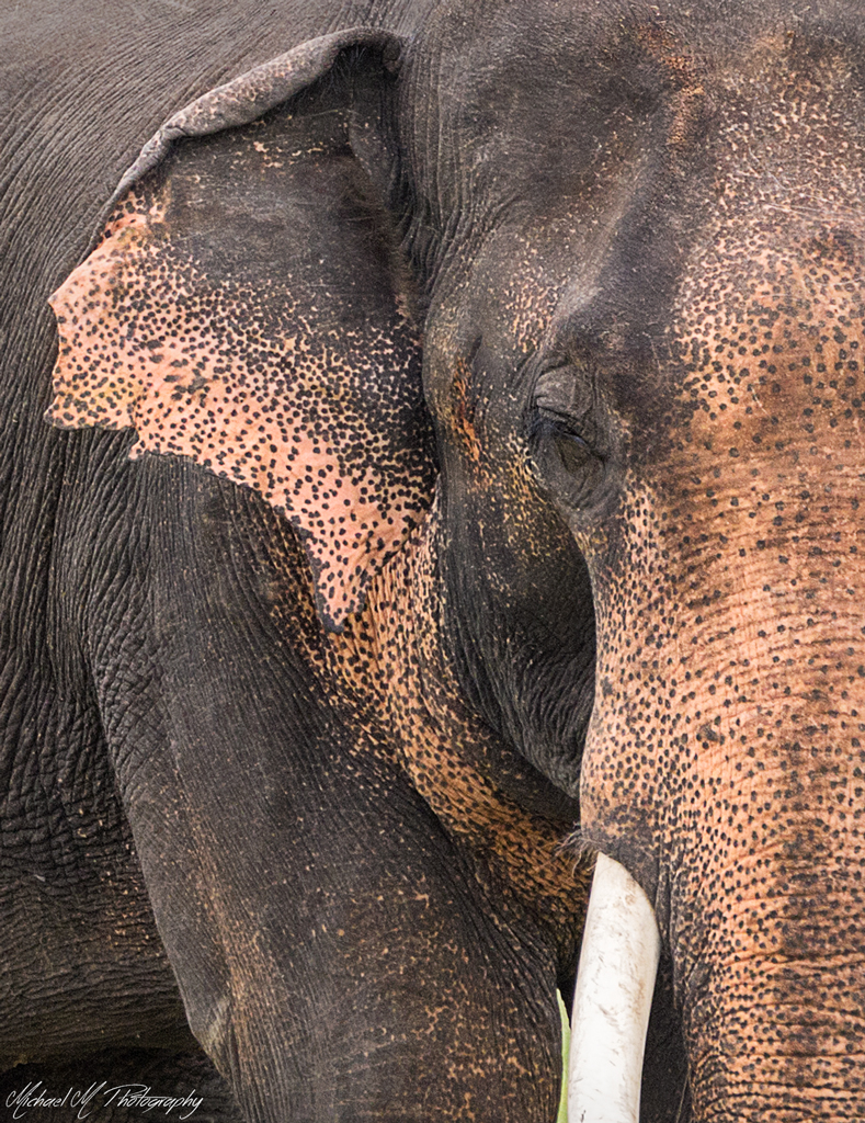 Sri Lanka - Rare male Elephant with tusks sri lanka rare asian elephant with tusks